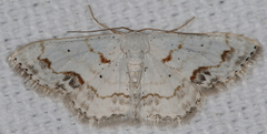 Scopula lautaria