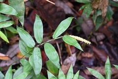 Pariana campestris