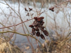 Taphrina robinsoniana