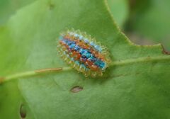 Dalceridae