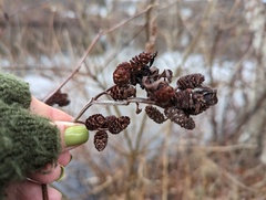 Taphrina robinsoniana