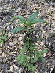 Diplacus aurantiacus