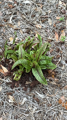 Rumex sanguineus
