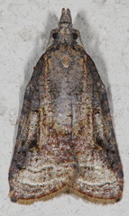 Platynota idaeusalis