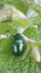 Chrysolina herbacea