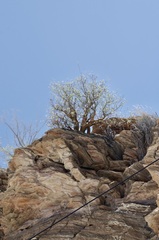 Commiphora