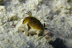 Halgerda indotessellata