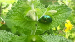 Chrysolina herbacea