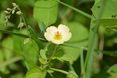 Kallstroemia rosei