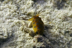 Halgerda indotessellata