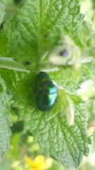 Chrysolina herbacea