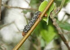 Arsenurinae