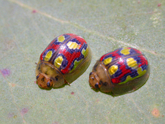 Paropsisterna gloriosa