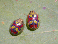 Paropsisterna gloriosa