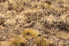 Geositta cunicularia