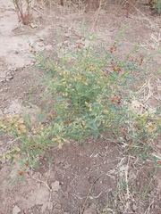 Sphaerophysa salsula