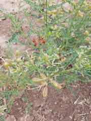 Sphaerophysa salsula