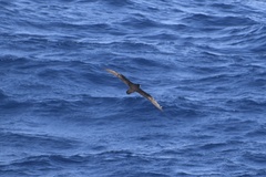 Procellaria aequinoctialis