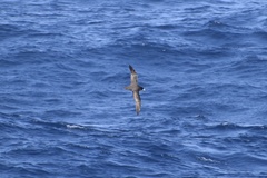 Procellaria aequinoctialis
