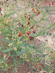 Sphaerophysa salsula