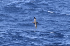 Procellaria aequinoctialis