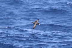 Procellaria aequinoctialis