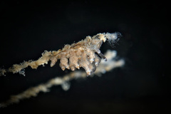 Eubranchus scintillans