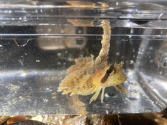 Nautichthys oculofasciatus