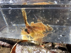 Nautichthys oculofasciatus