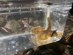 Nautichthys oculofasciatus