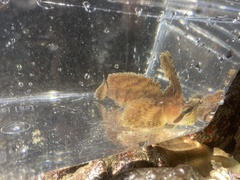 Nautichthys oculofasciatus