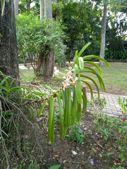 Vanda tricolor