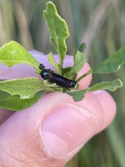 Trirhabda bacharidis
