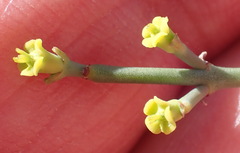 Euphorbia rhombifolia