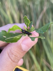 Trirhabda bacharidis