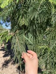Leucaena