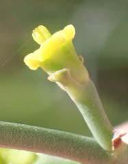 Euphorbia rhombifolia