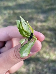 Trirhabda bacharidis