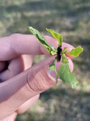 Trirhabda bacharidis