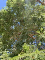 Leucaena