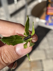 Trirhabda bacharidis