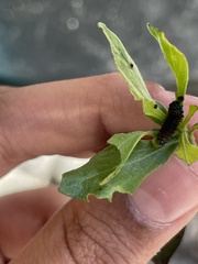 Trirhabda bacharidis