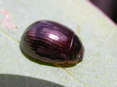 Paropsisterna rufipes