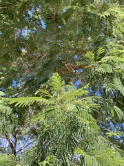 Leucaena