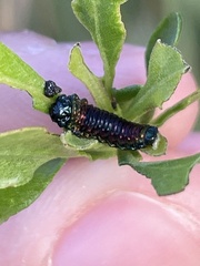 Trirhabda bacharidis