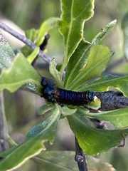 Trirhabda bacharidis