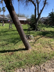 Leucaena