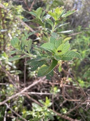 Trirhabda bacharidis