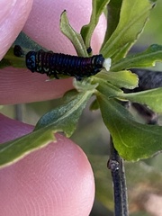 Trirhabda bacharidis