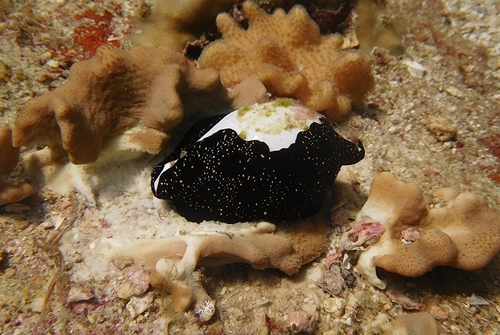 Common Egg Cowry — seen at this dive site
